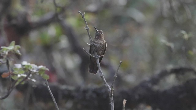 Violet-throated Metaltail - ML515216551