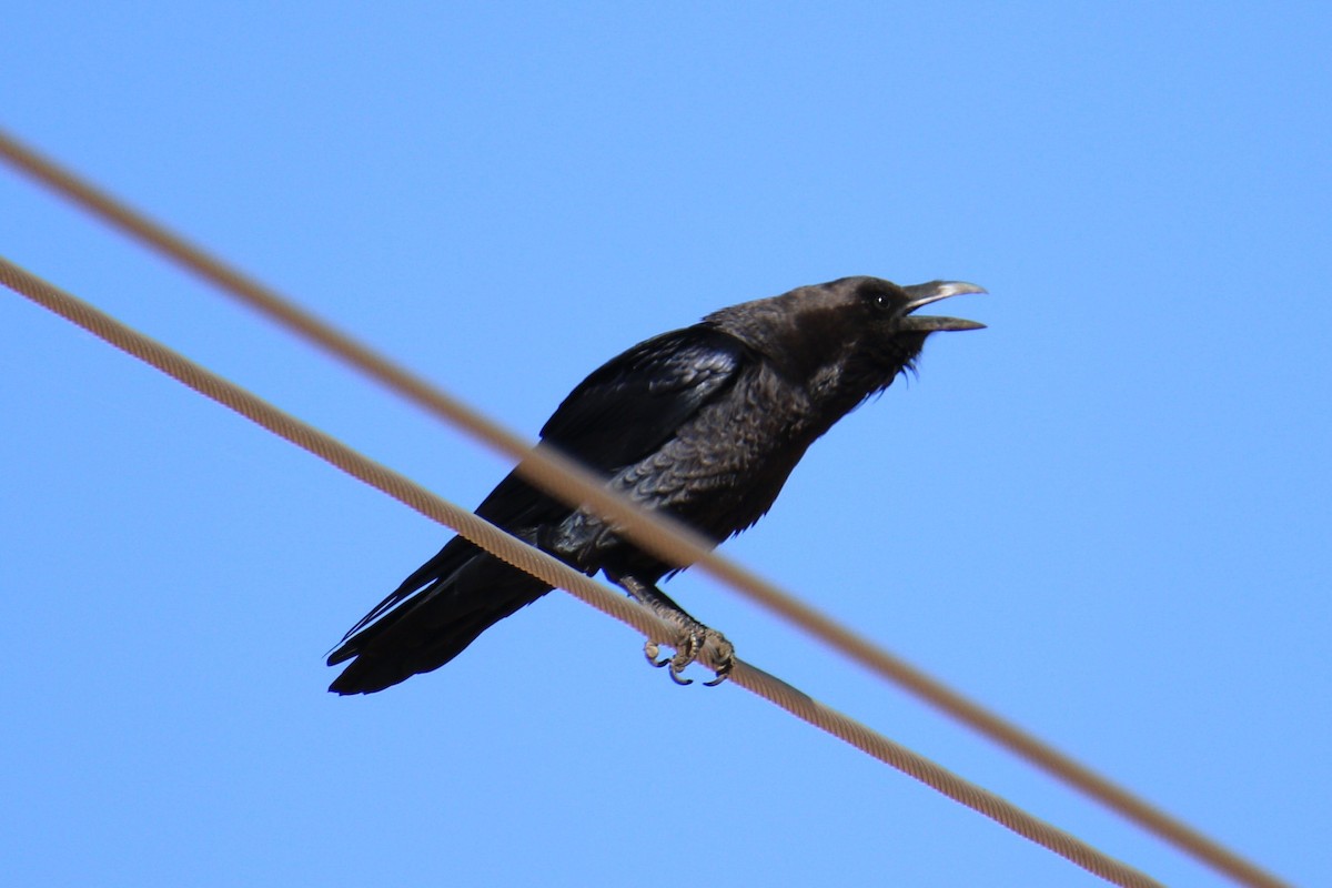 Brown-necked Raven - ML515216821