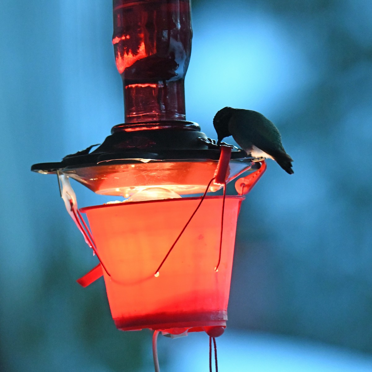 Anna's Hummingbird - ML515217831