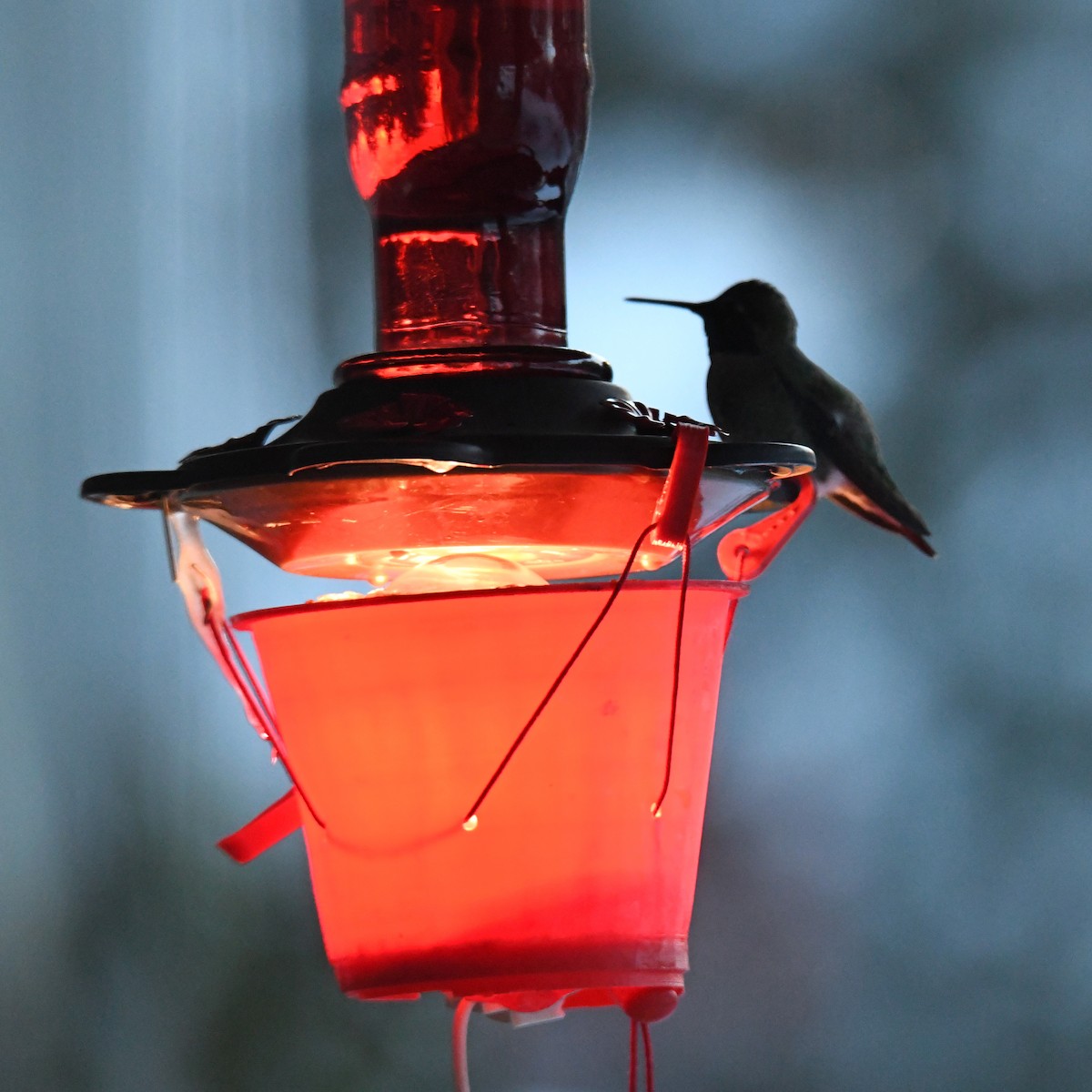 Anna's Hummingbird - ML515217841