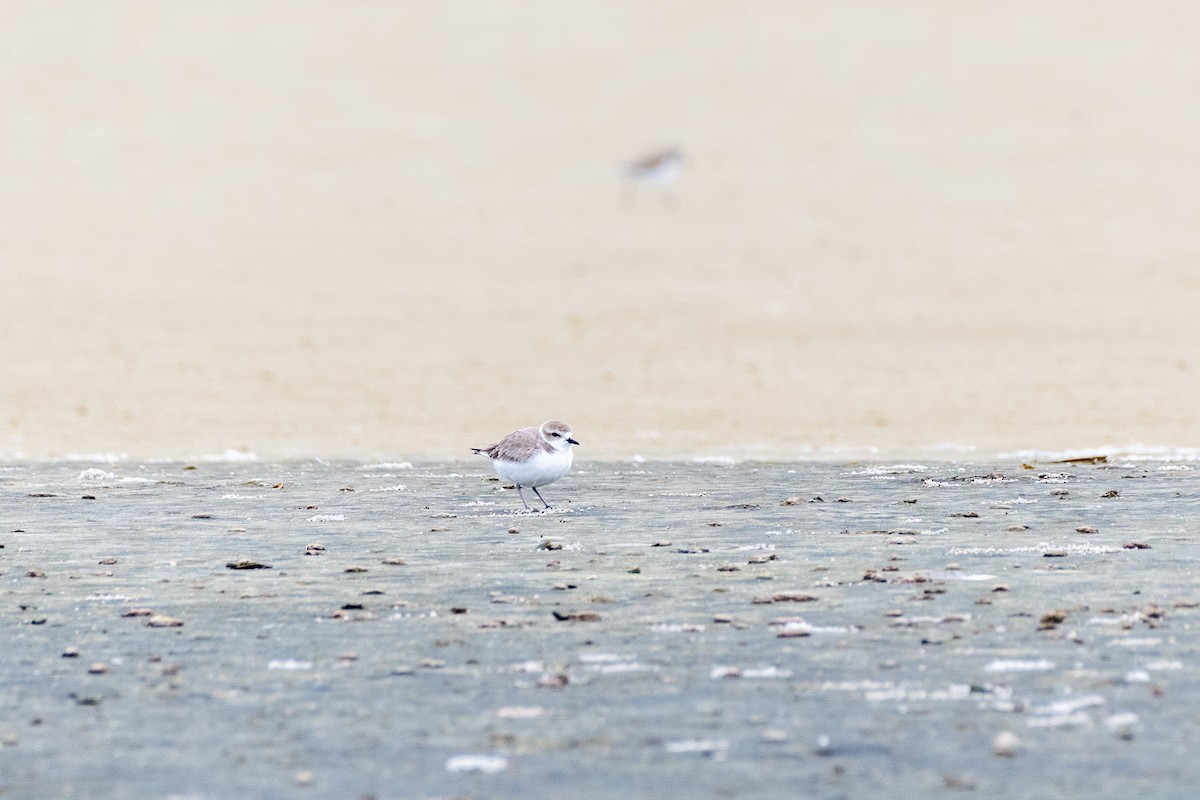 Snowy Plover at Fort De Soto Park by Randy Walker