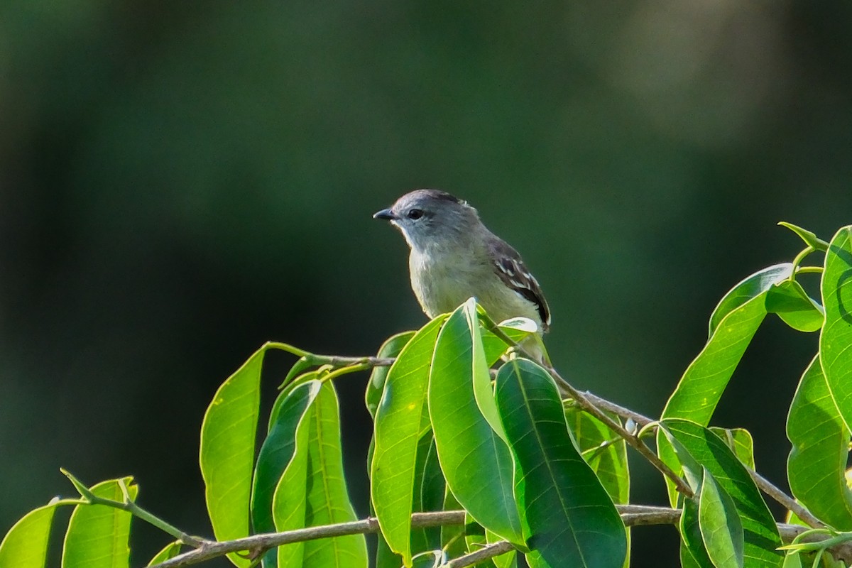 Yellow-crowned Tyrannulet - ML515221471
