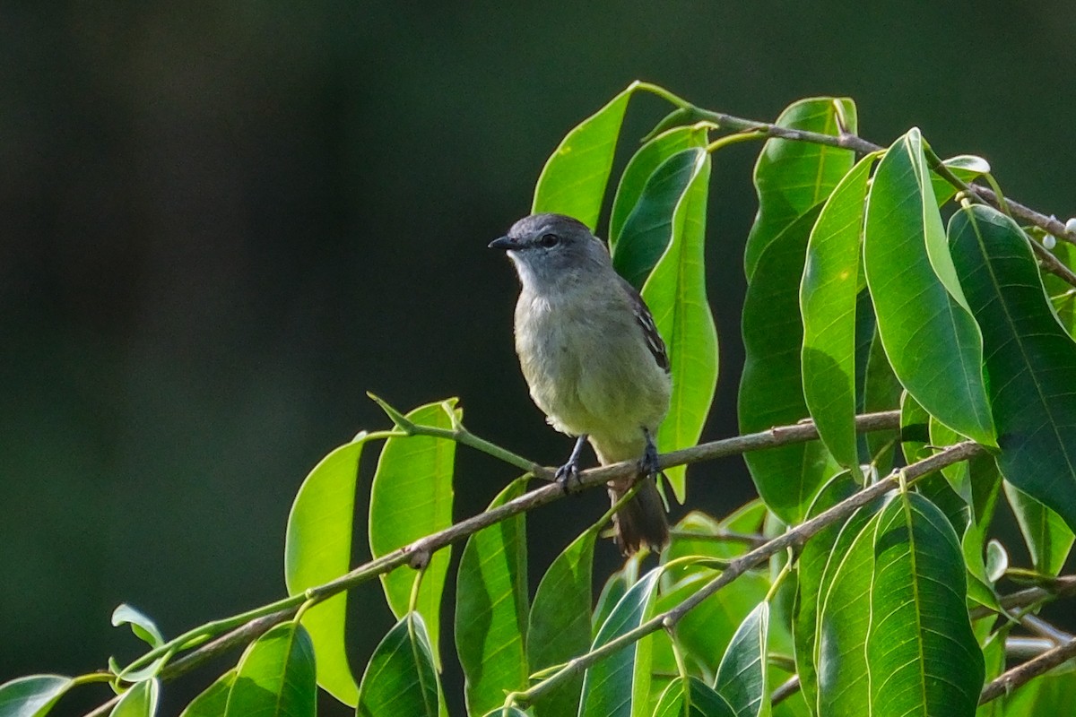 Yellow-crowned Tyrannulet - ML515221691