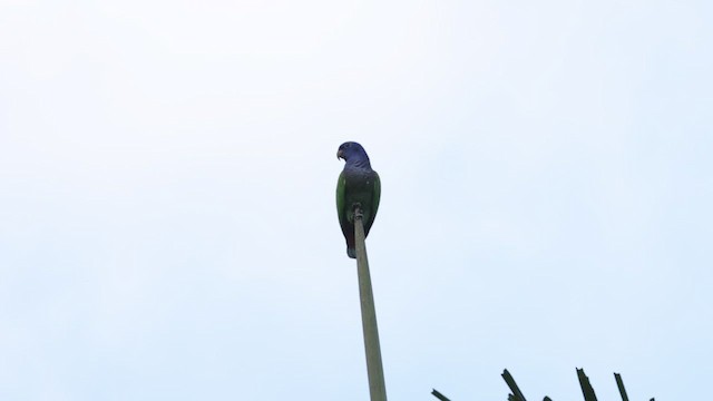 Blue-headed Parrot - ML515222681