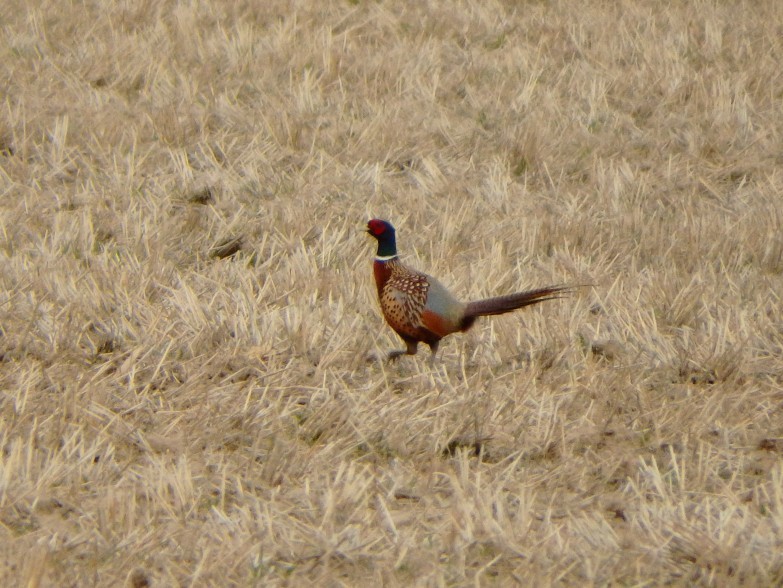 Ring-necked Pheasant - ML51522551