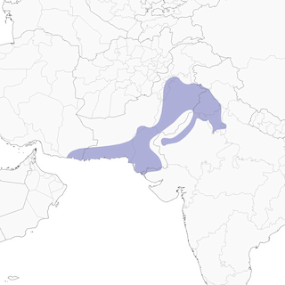 Distribution of the Sind Sparrow - Range Map