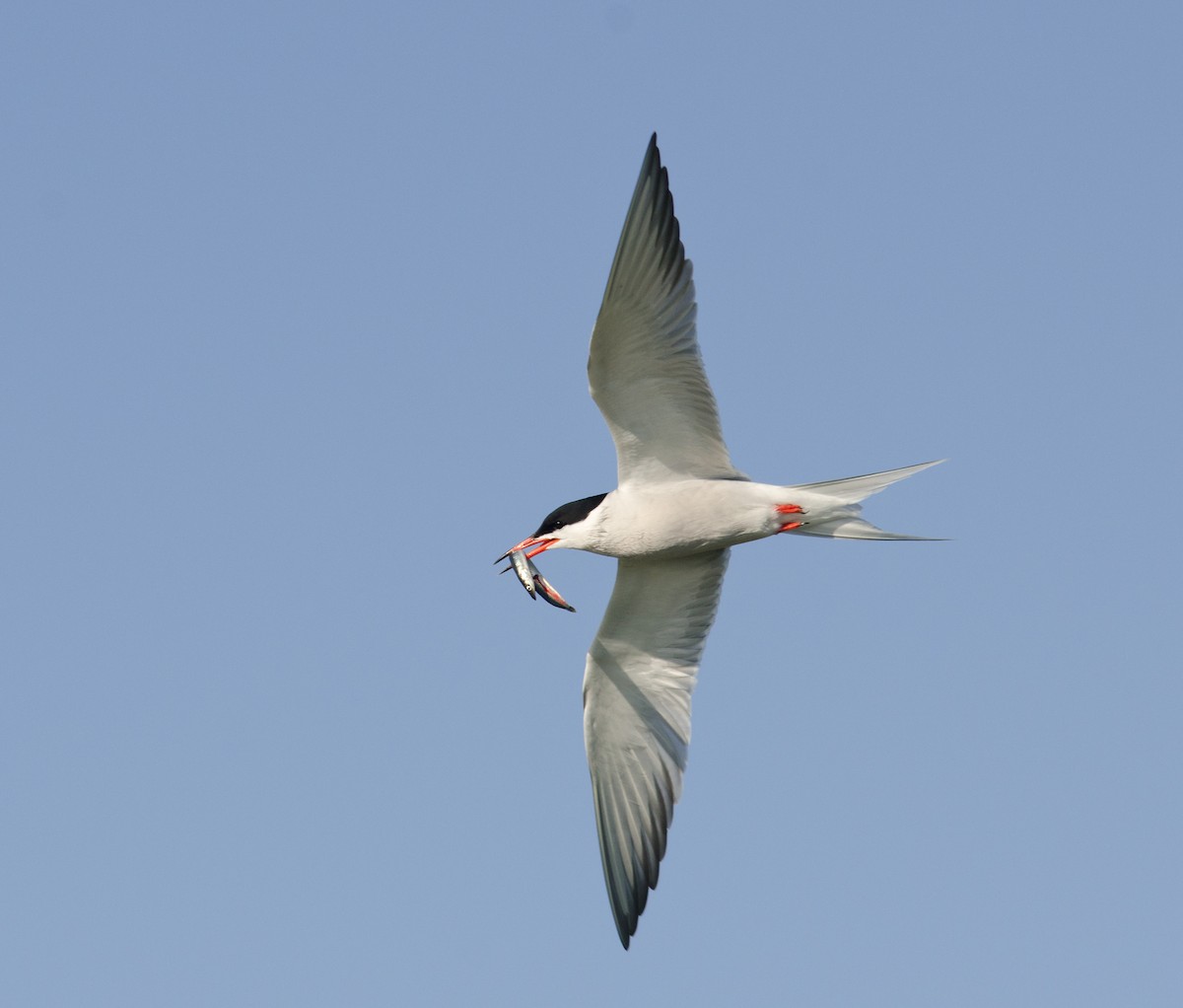 Common Tern - ML51522731