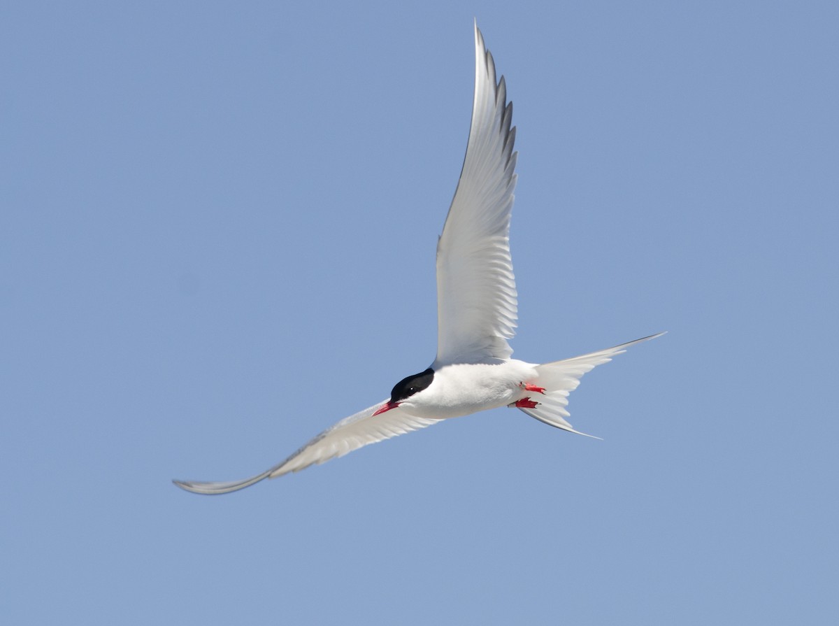Arctic Tern - Alix d'Entremont