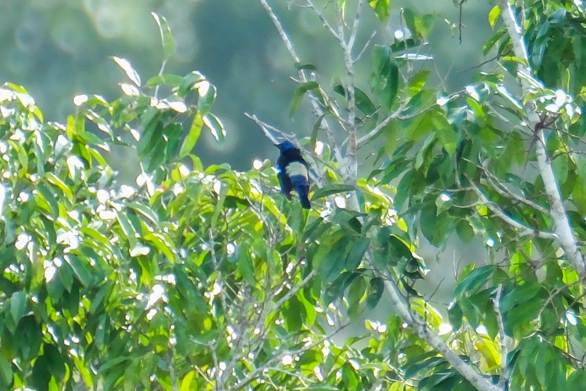 Opal-rumped Tanager - ML515233151