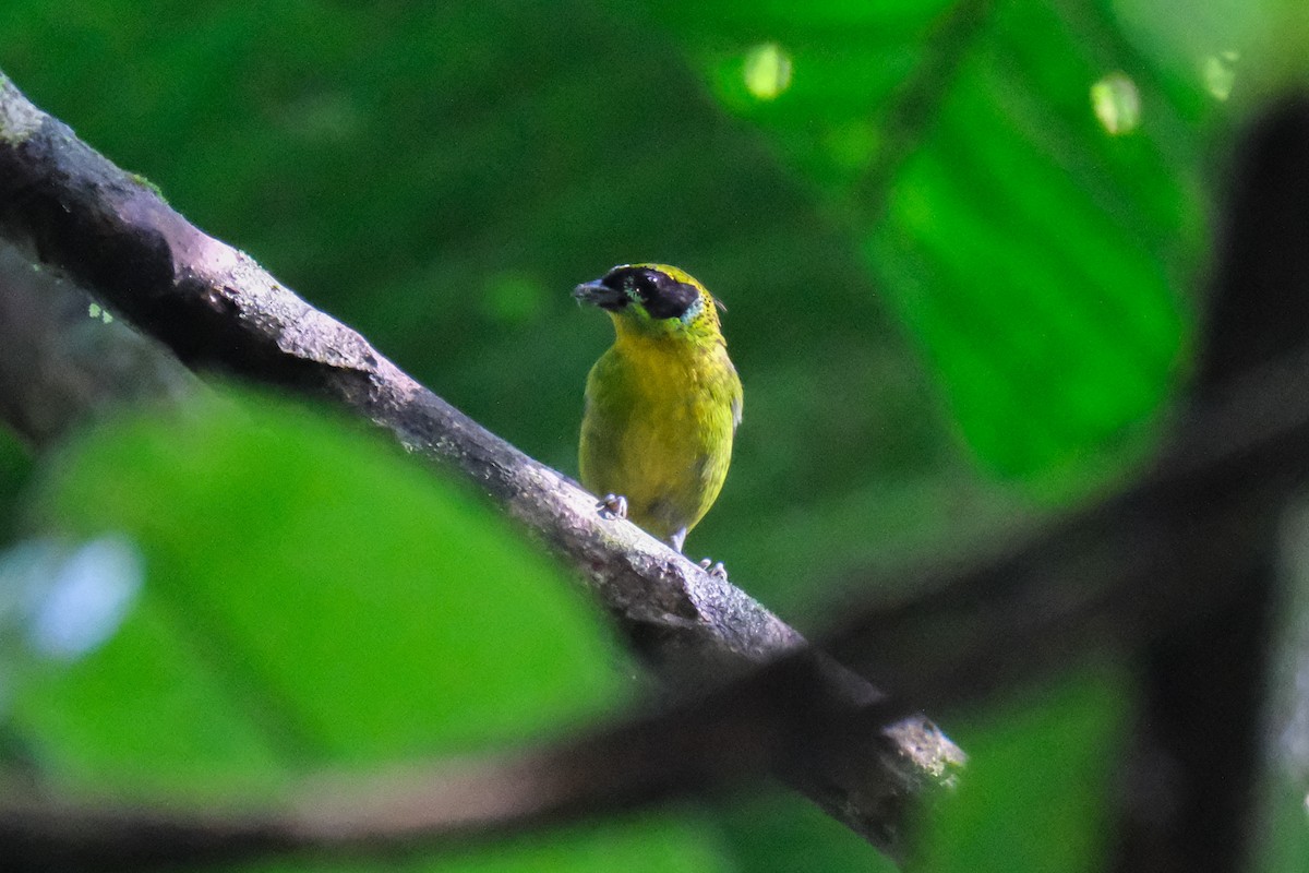 Green-and-gold Tanager - ML515233301