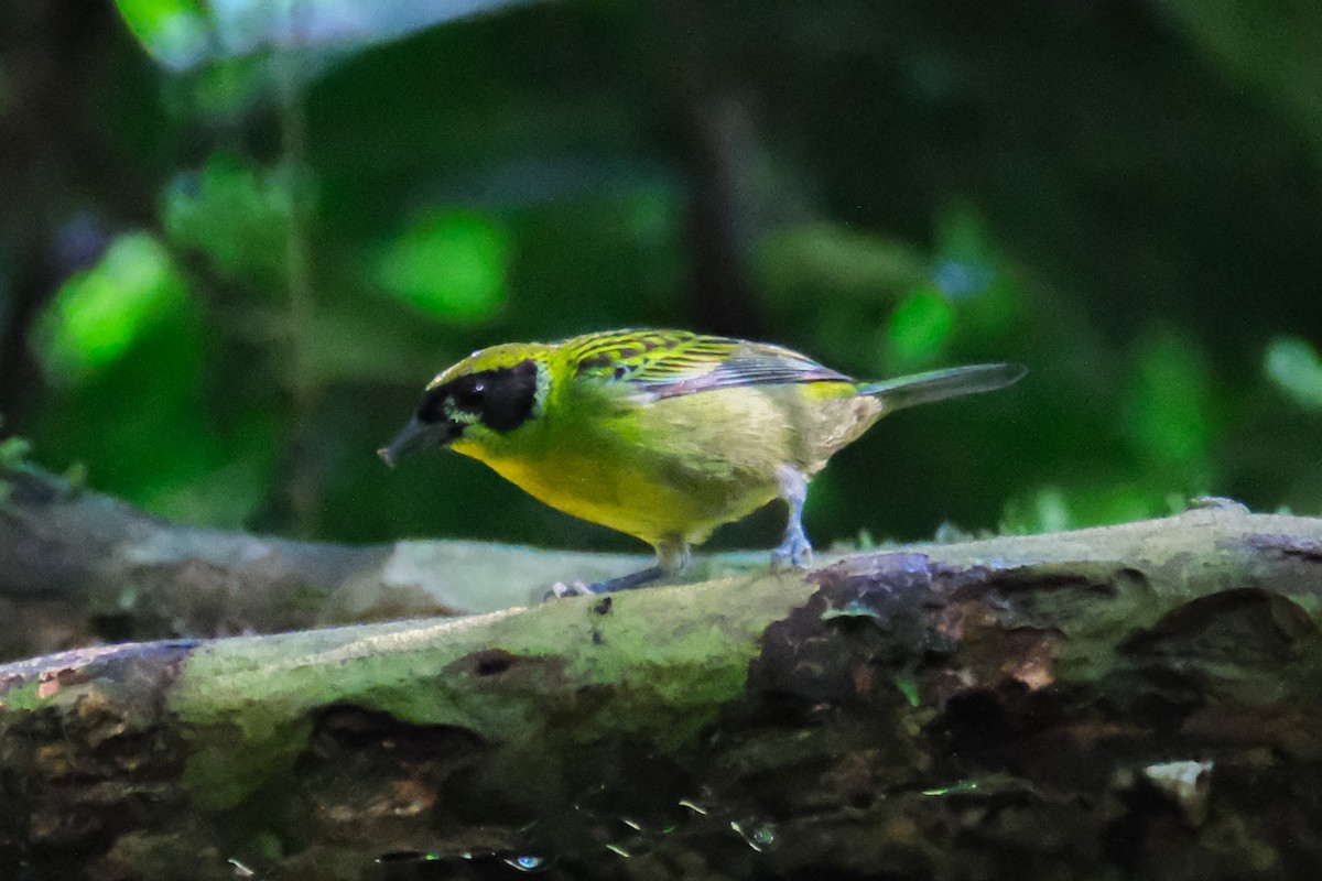 Green-and-gold Tanager - ML515233321