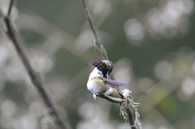 Wine-throated Hummingbird - ML515235