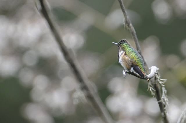 Wine-throated Hummingbird - ML515238