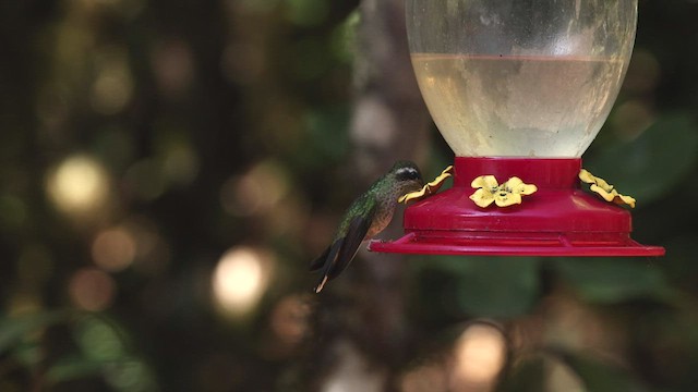 Speckled Hummingbird - ML515238541