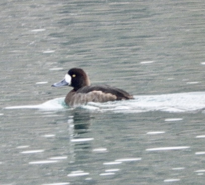 Greater Scaup - ML515242371