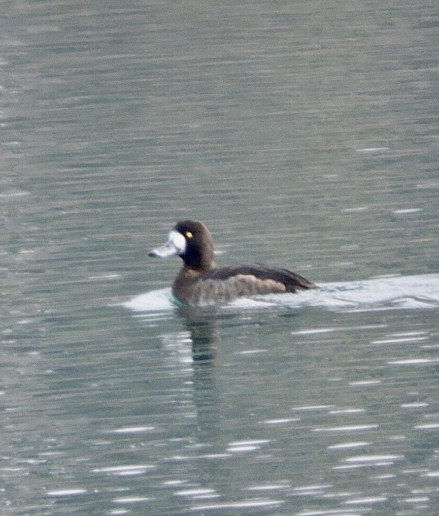 Greater Scaup - ML515242381