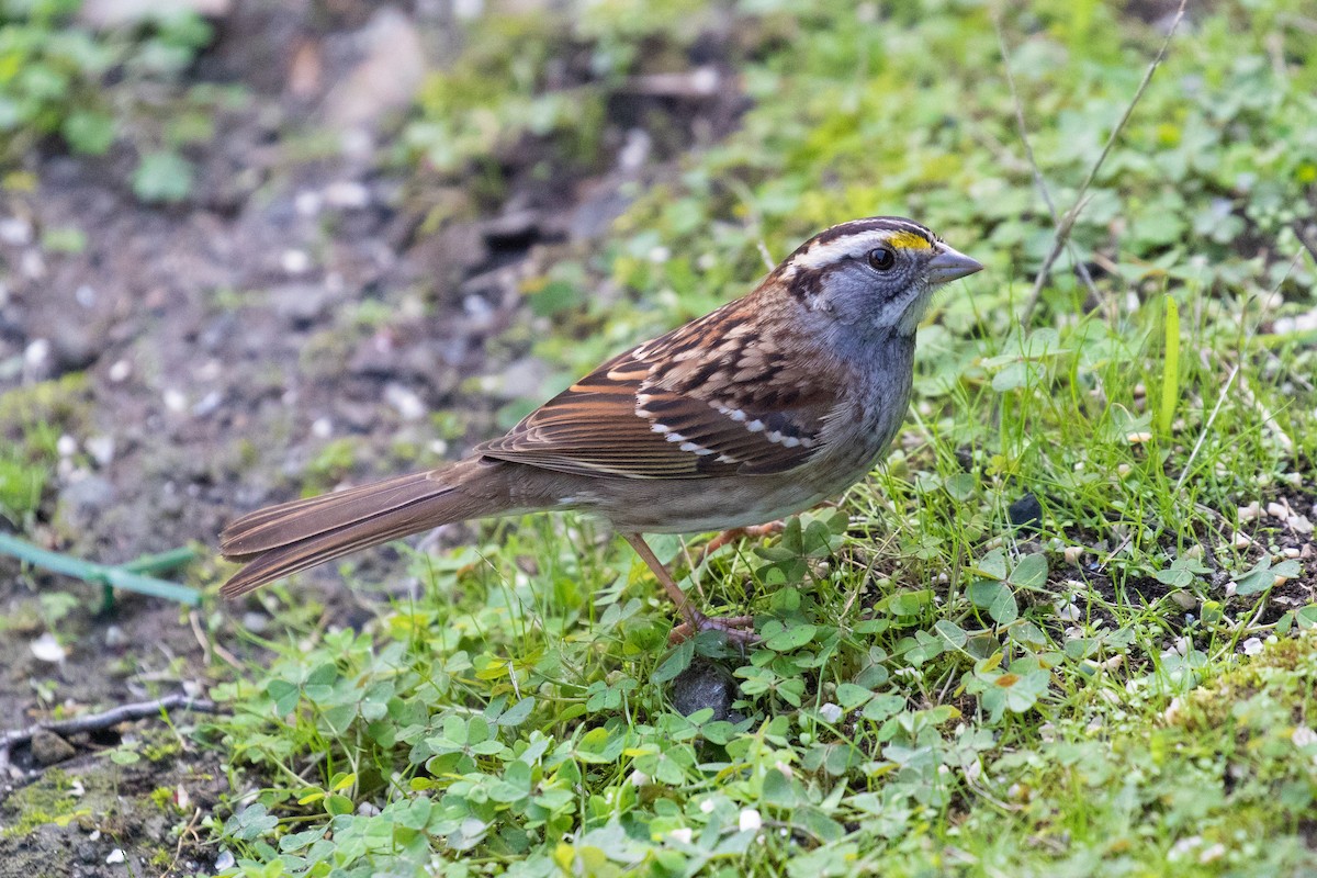 White-throated Sparrow - ML515243031