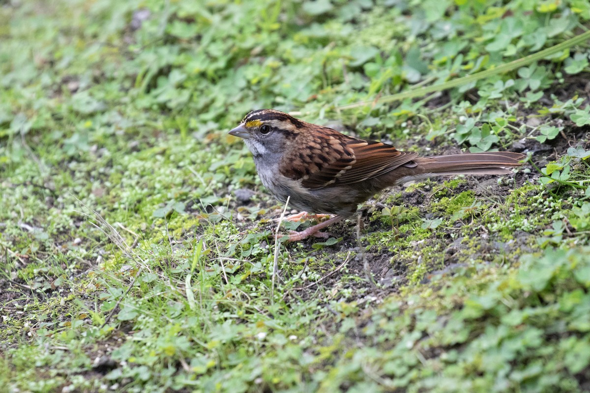 White-throated Sparrow - ML515243111