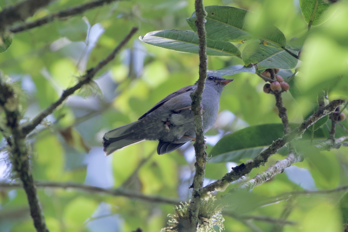 Andean Solitaire (plumbeiceps) - ML515243421