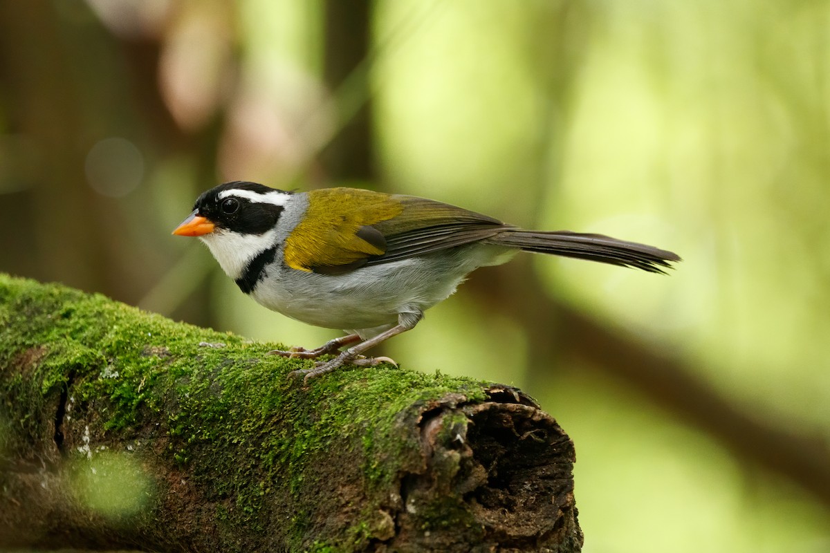 Saffron-billed Sparrow - Celso Modesto Jr.