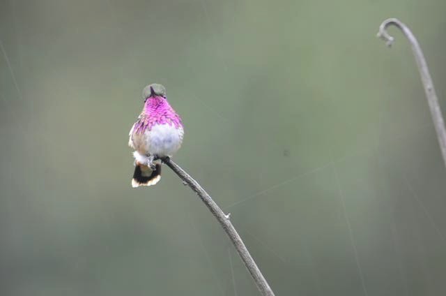 Wine-throated Hummingbird - ML515250
