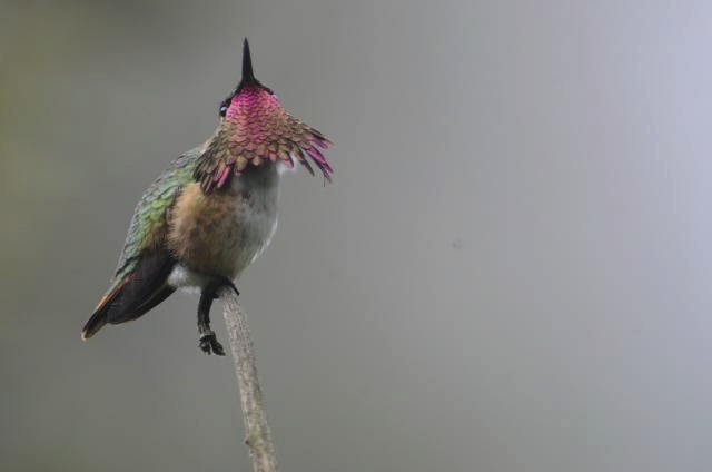 Wine-throated Hummingbird - ML515251