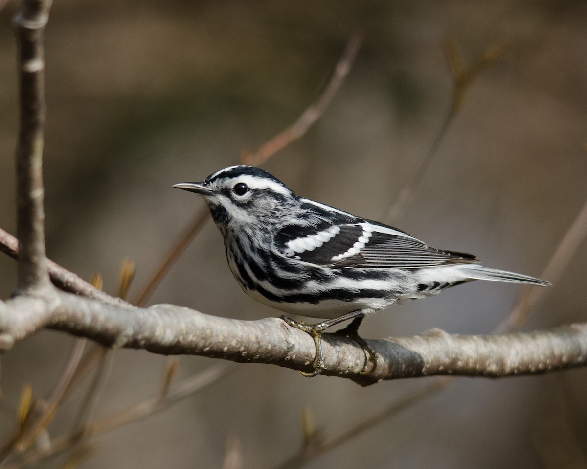 Black-and-white Warbler - ML51525111