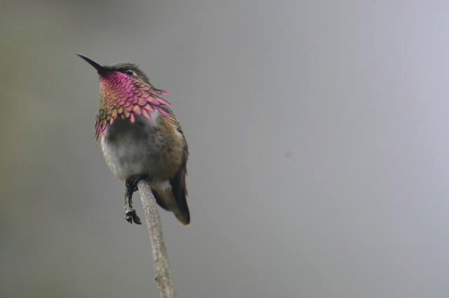 Wine-throated Hummingbird - ML515252
