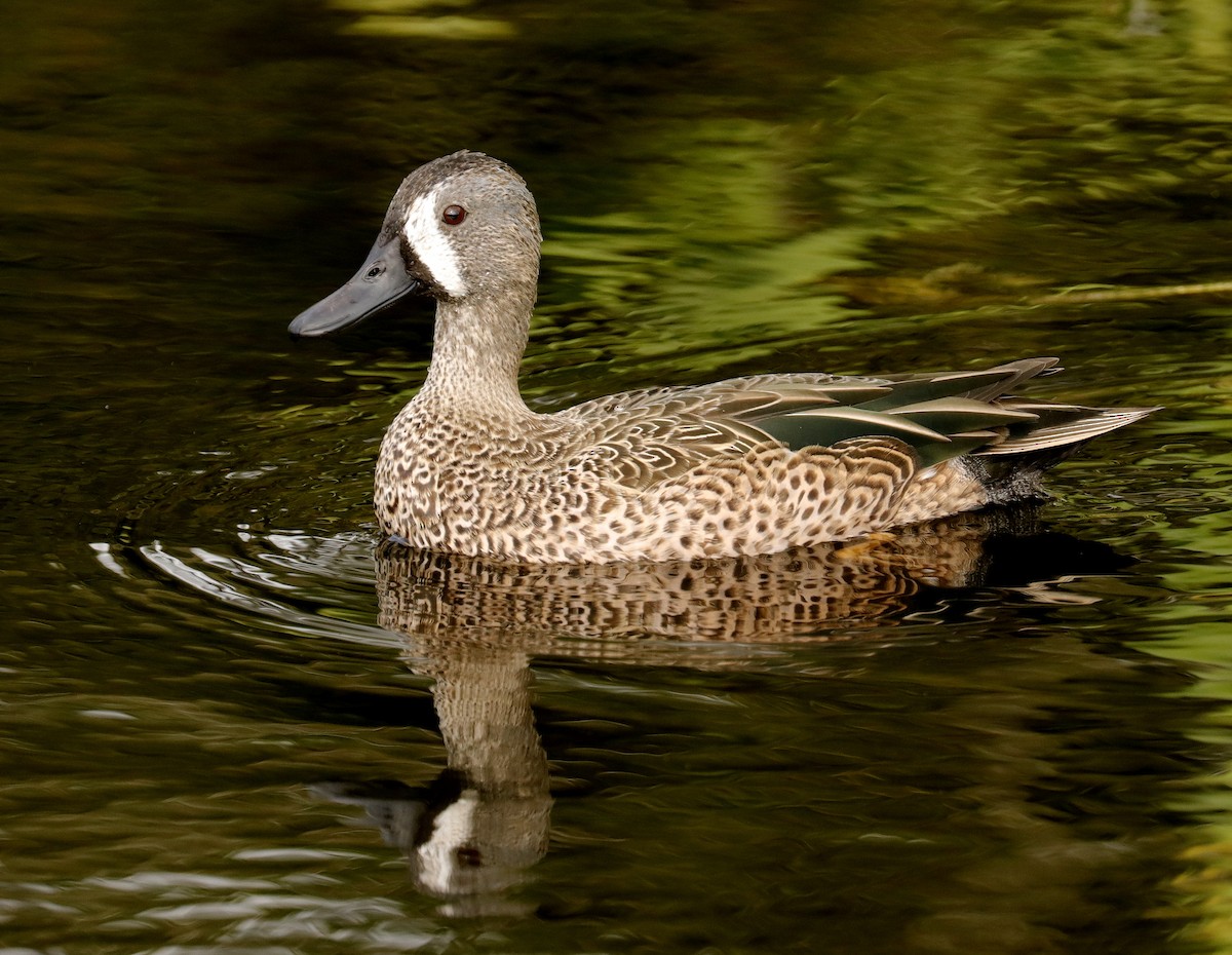 Blue-winged Teal - ML515252011