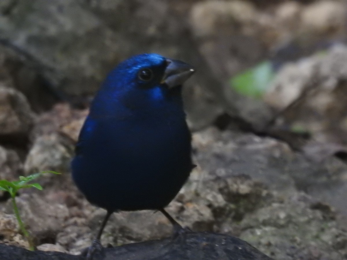 Blue Bunting (Middle America) - ML515252821