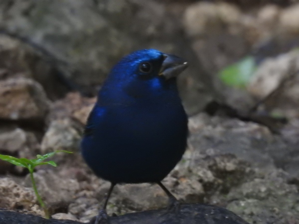Blue Bunting (Middle America) - ML515252831