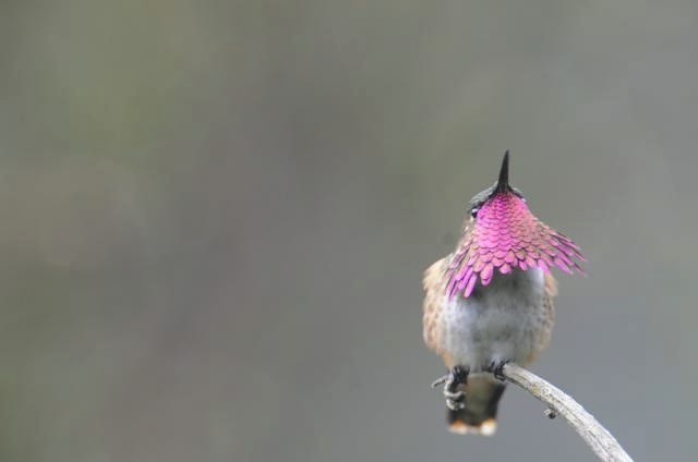 Wine-throated Hummingbird - ML515253