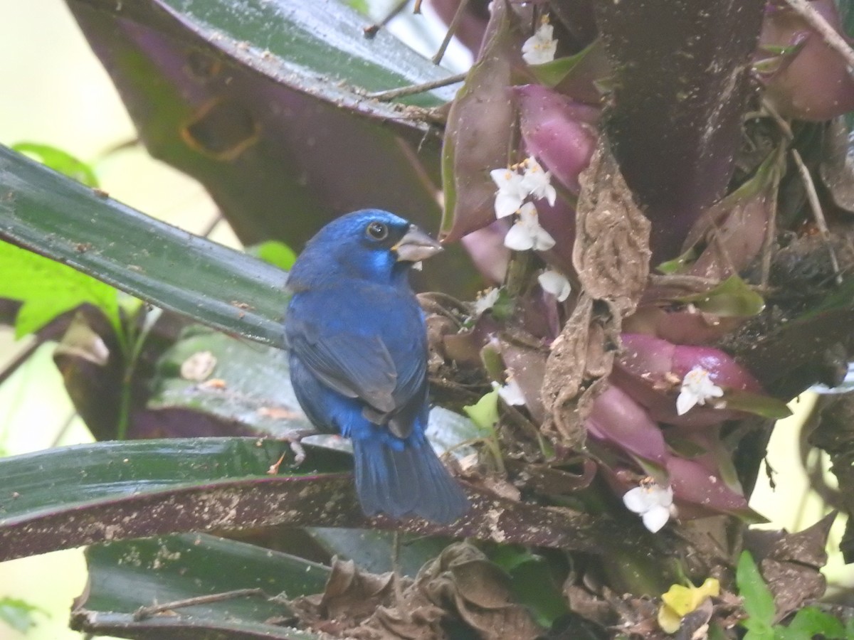 Blue Bunting (Middle America) - ML515253121