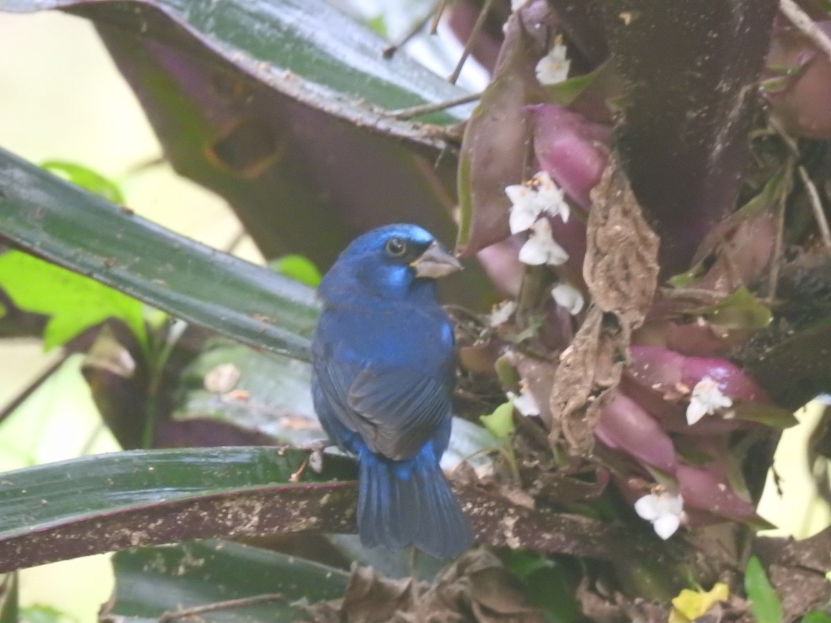 Blue Bunting (Middle America) - ML515253131