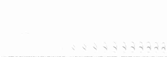 Barred Antshrike (Caatinga) - ML515253871