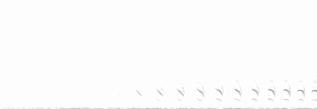 Barred Antshrike (Caatinga) - ML515253931