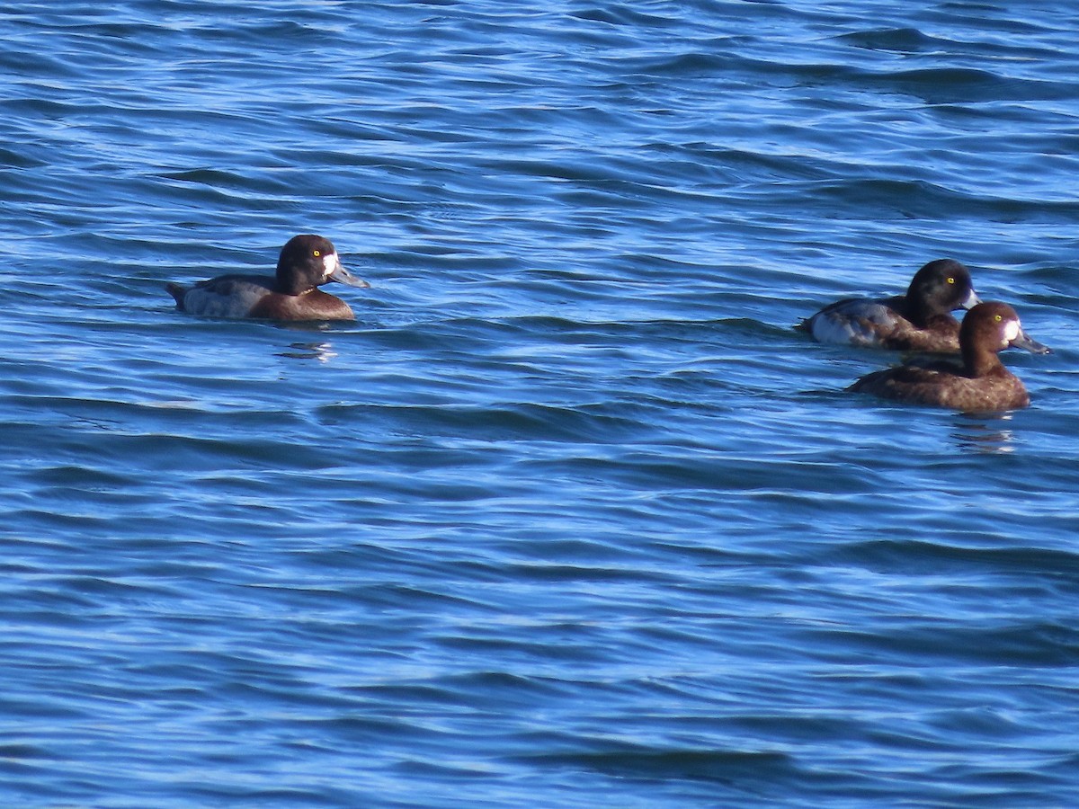 Greater Scaup - Anne (Webster) Leight