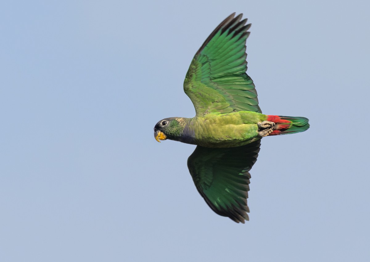 Scaly-headed Parrot - ML515265611