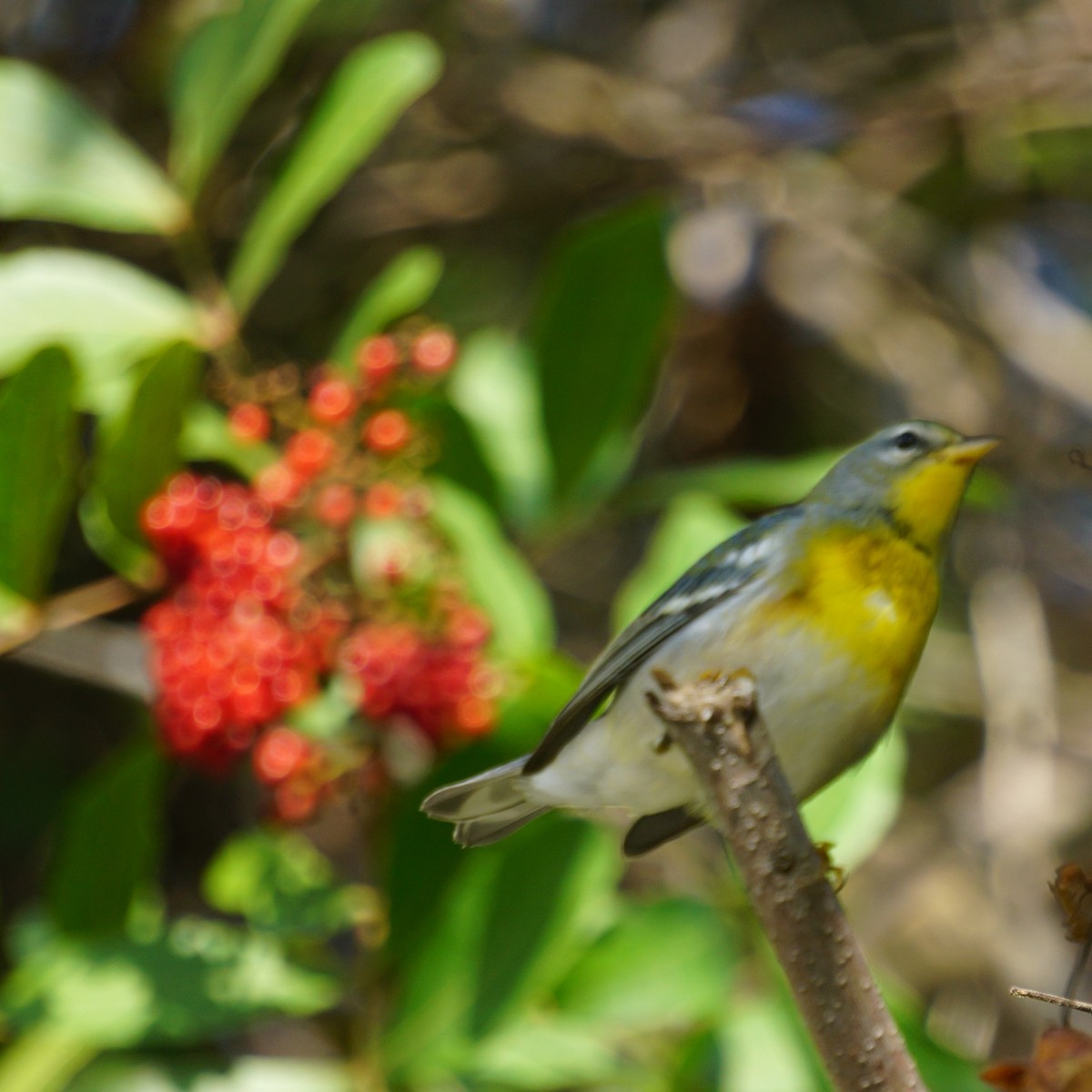 eBird Checklist 20 Dec 2022 Kendall Indian Hammocks Park 32 species