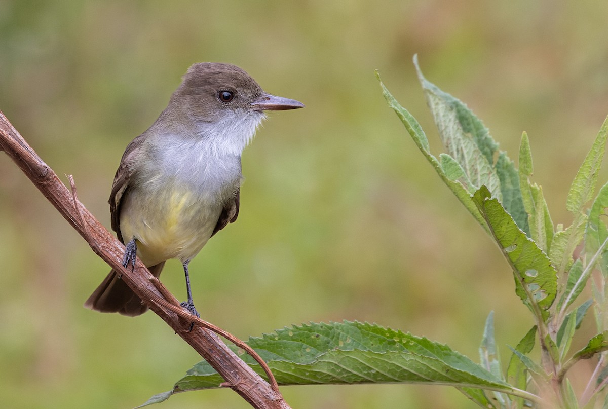 Swainson's Flycatcher - Lars Petersson | My World of Bird Photography