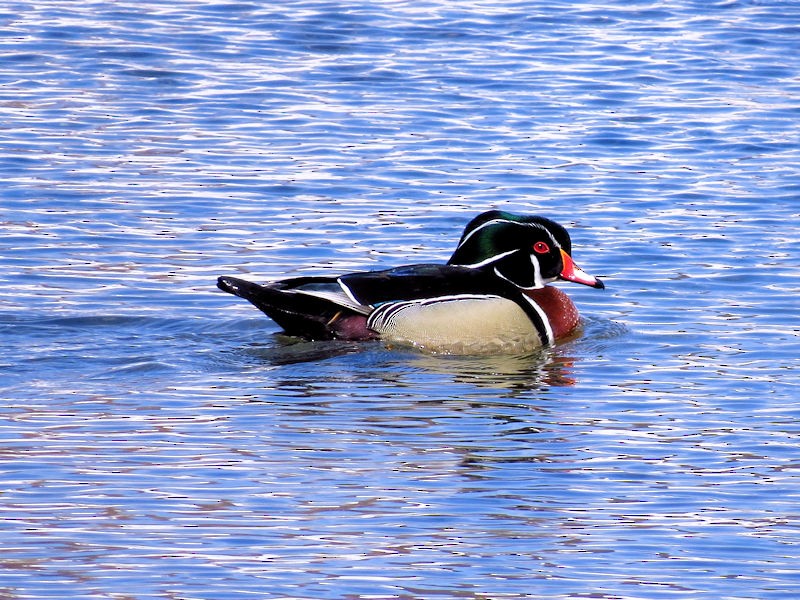 Wood Duck - Dean Newhouse