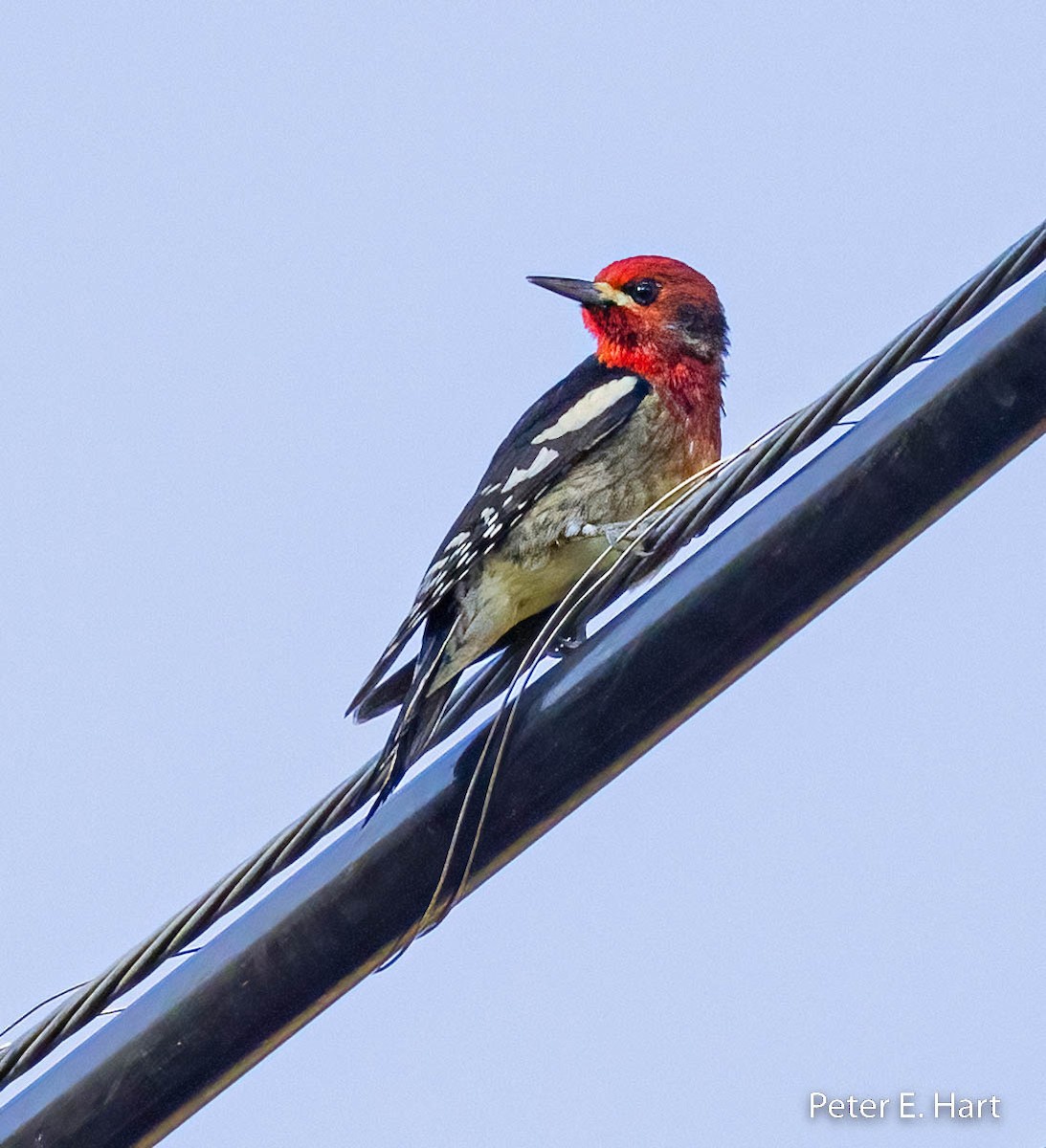 Red-breasted Sapsucker - ML515280581