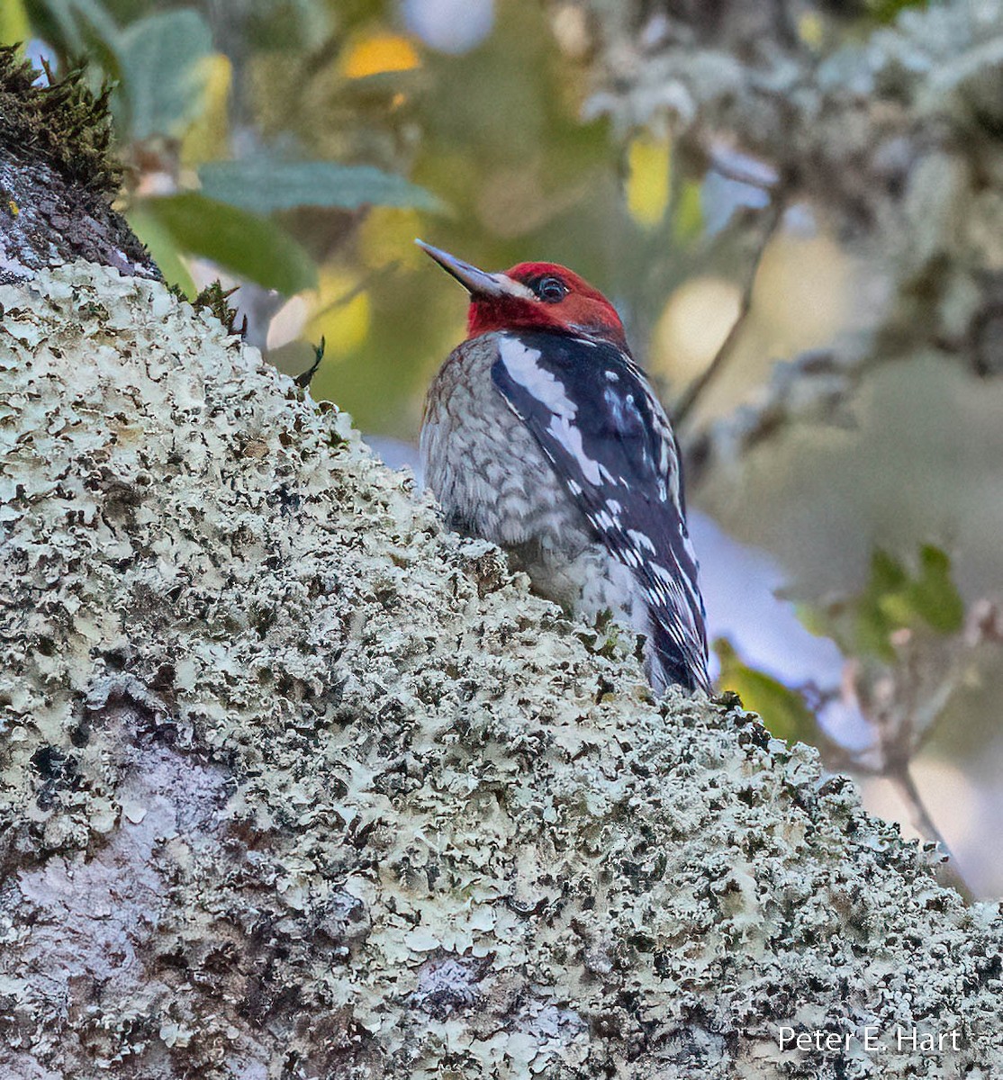 Red-breasted Sapsucker - ML515280591