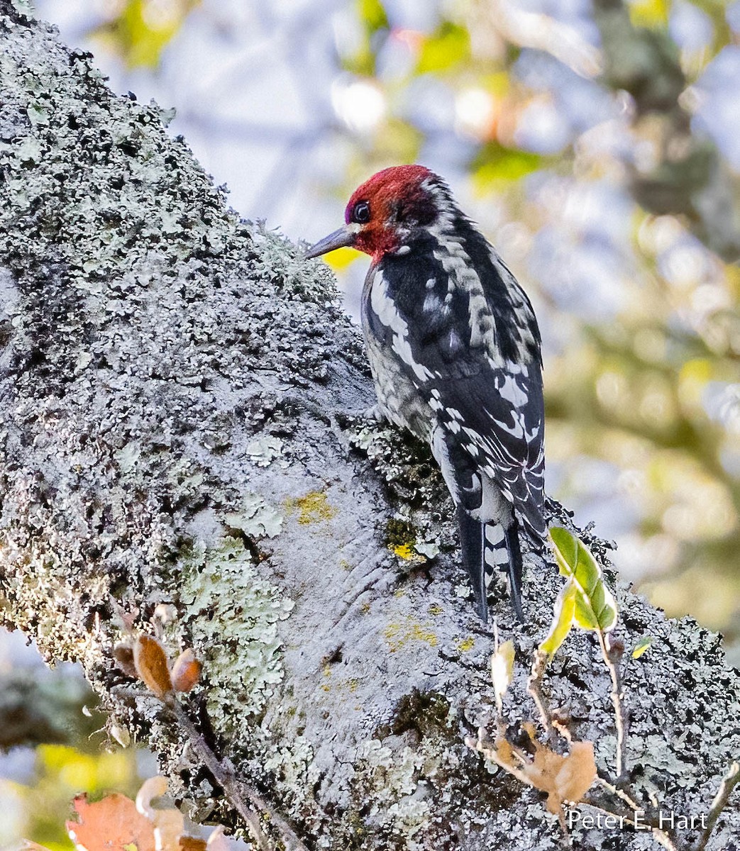 Red-breasted Sapsucker - ML515280601