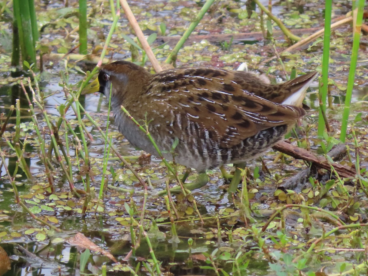 eBird Checklist 21 Dec 2022 The Celery Fields 44 species (+1