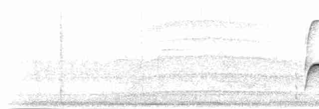 Тиран-щебетун південний - ML515282