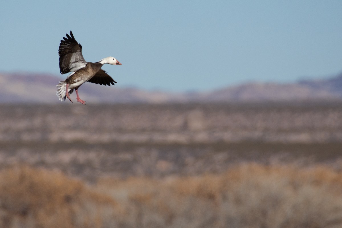 eBird Checklist 21 Dec 2022 Bosque del Apache NWRNorth Loop