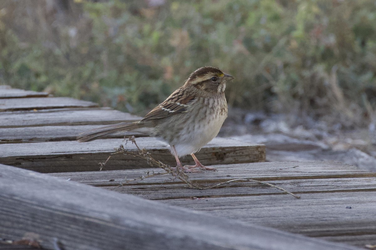 White-throated Sparrow - ML515285781