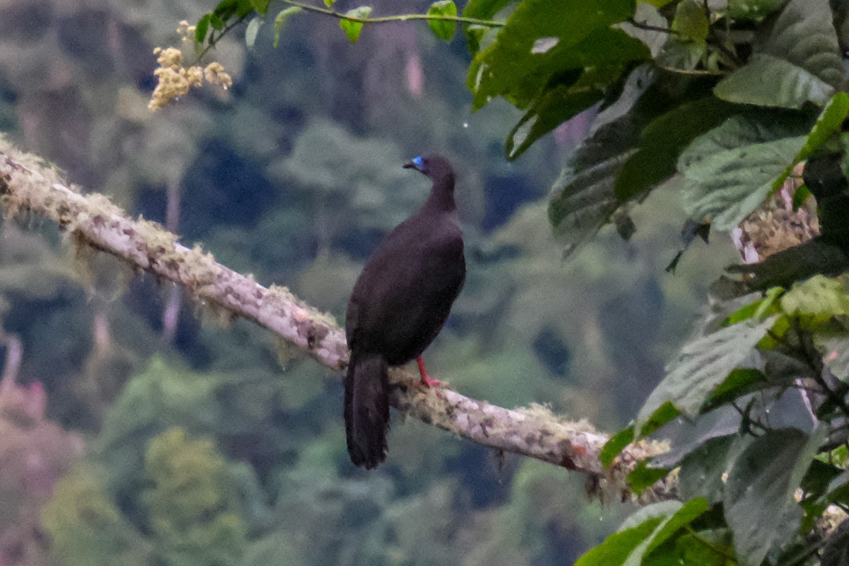 Sickle-winged Guan - ML515287011
