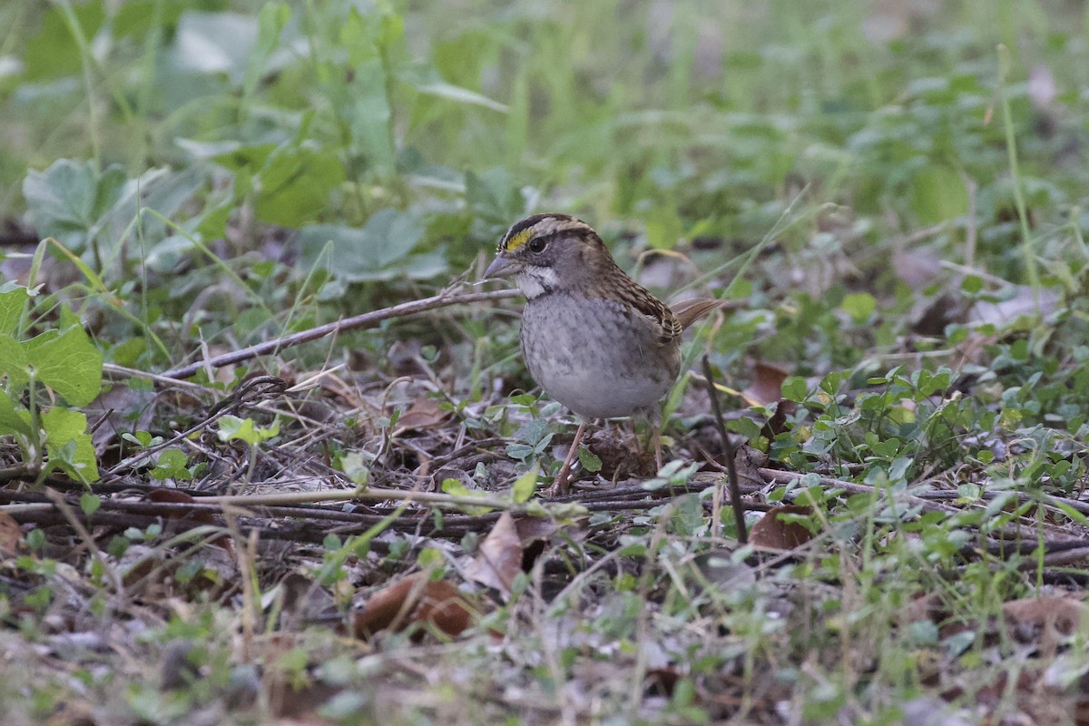 White-throated Sparrow - ML515289301